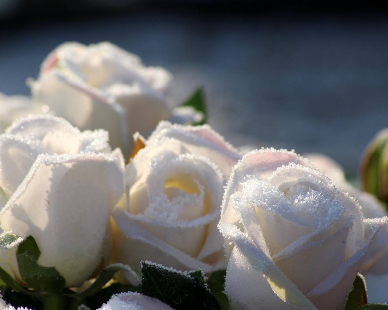 Белые цветы роз в инее 