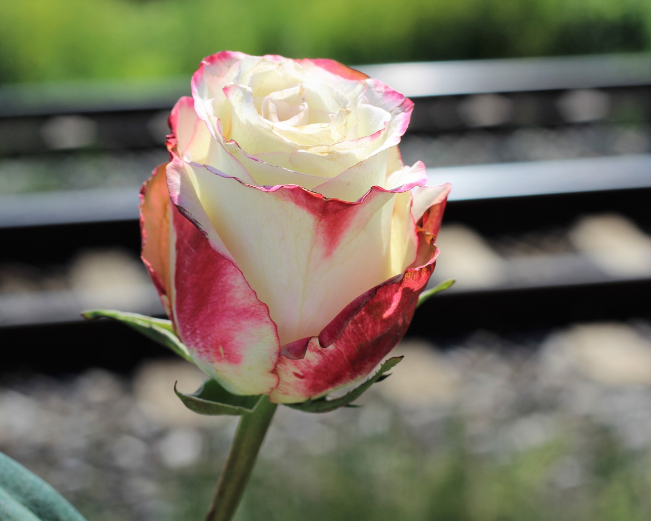 Белая роза с розовыми лепестками крупным планом