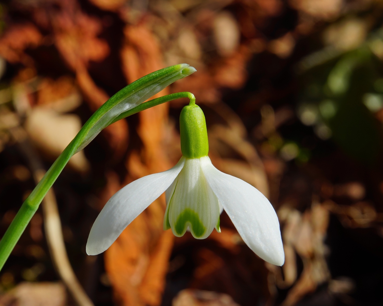 Белый цветок подснежника крупным планом 