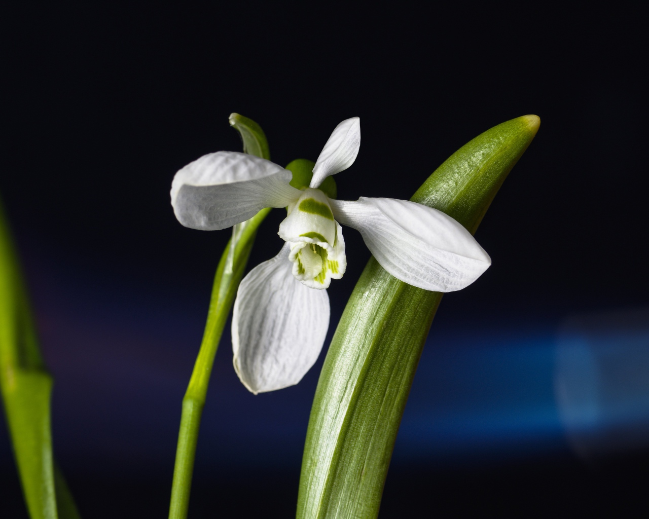Белый цветок подснежника с зелеными листьями крупным планом