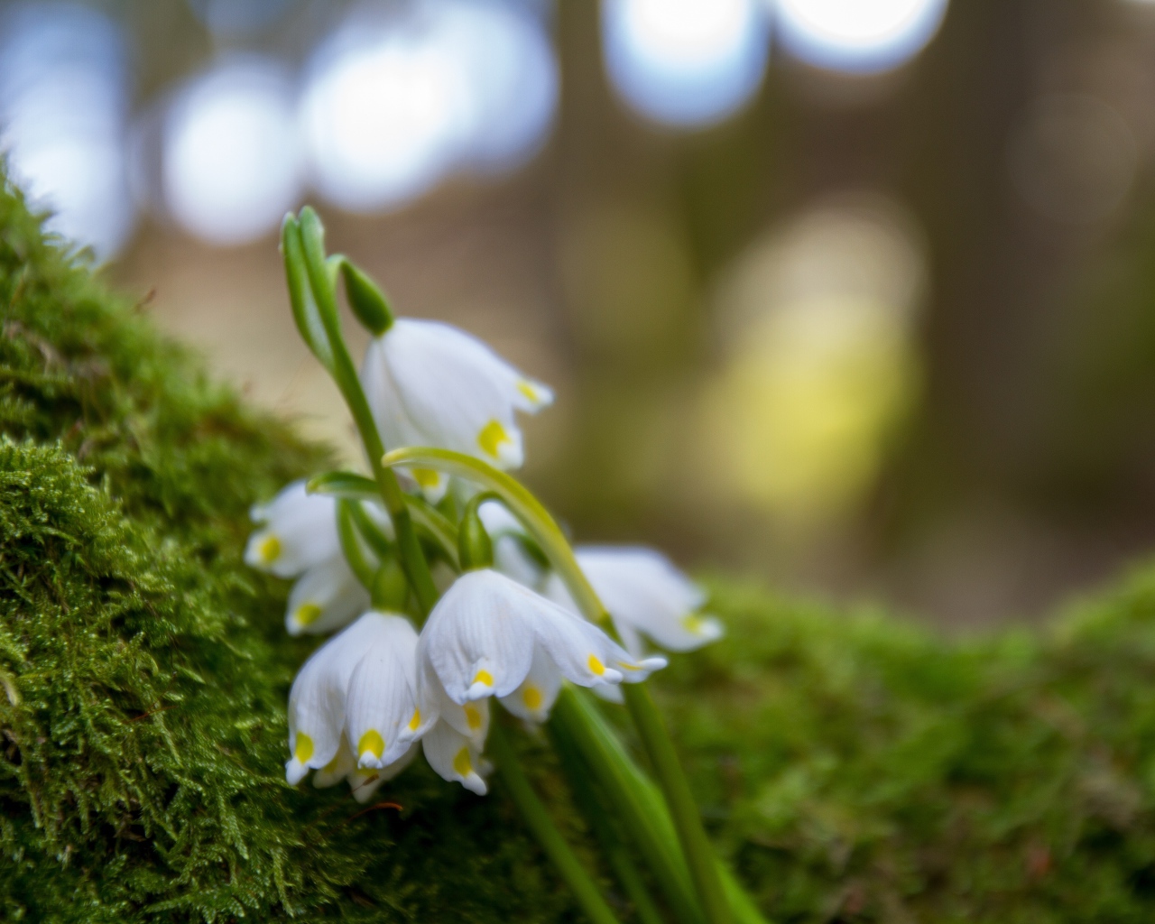 Белые цветы подснежника лежат на зеленом мху 