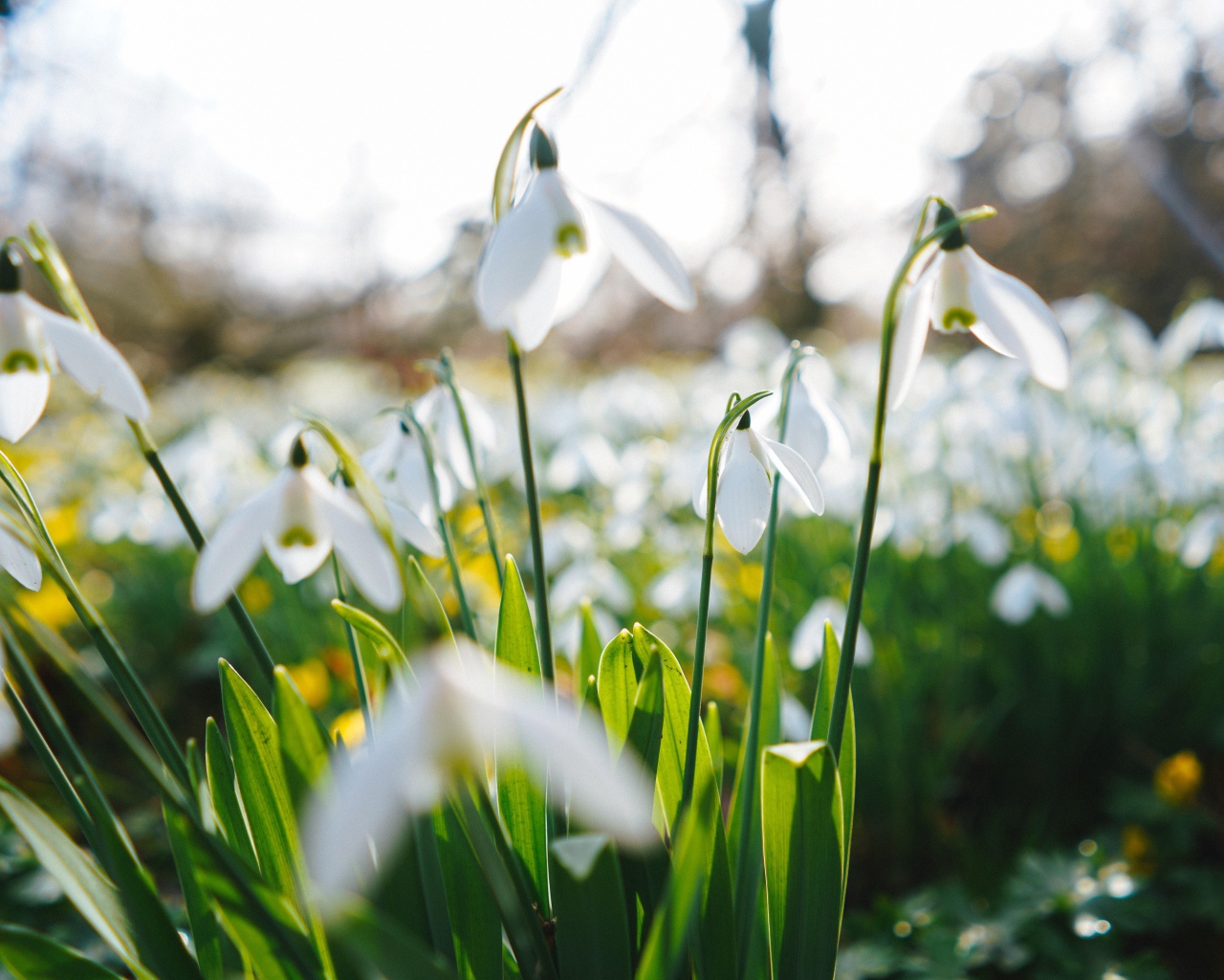 White snowdrop flowers on the field