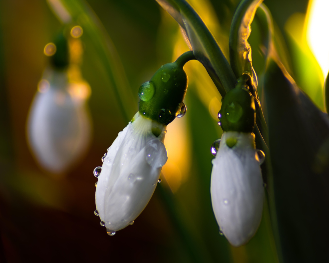 Белые подснежники в каплях росы крупным планом