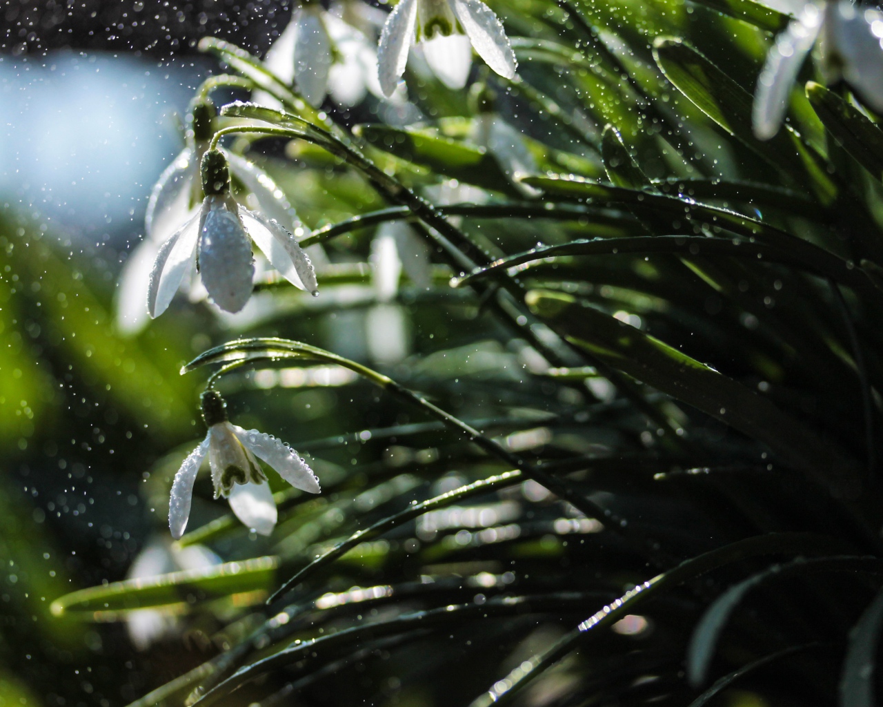 Белые подснежники под дождем