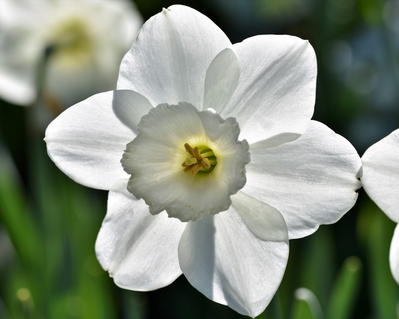 Белый цветок весеннего нарцисса крупным планом