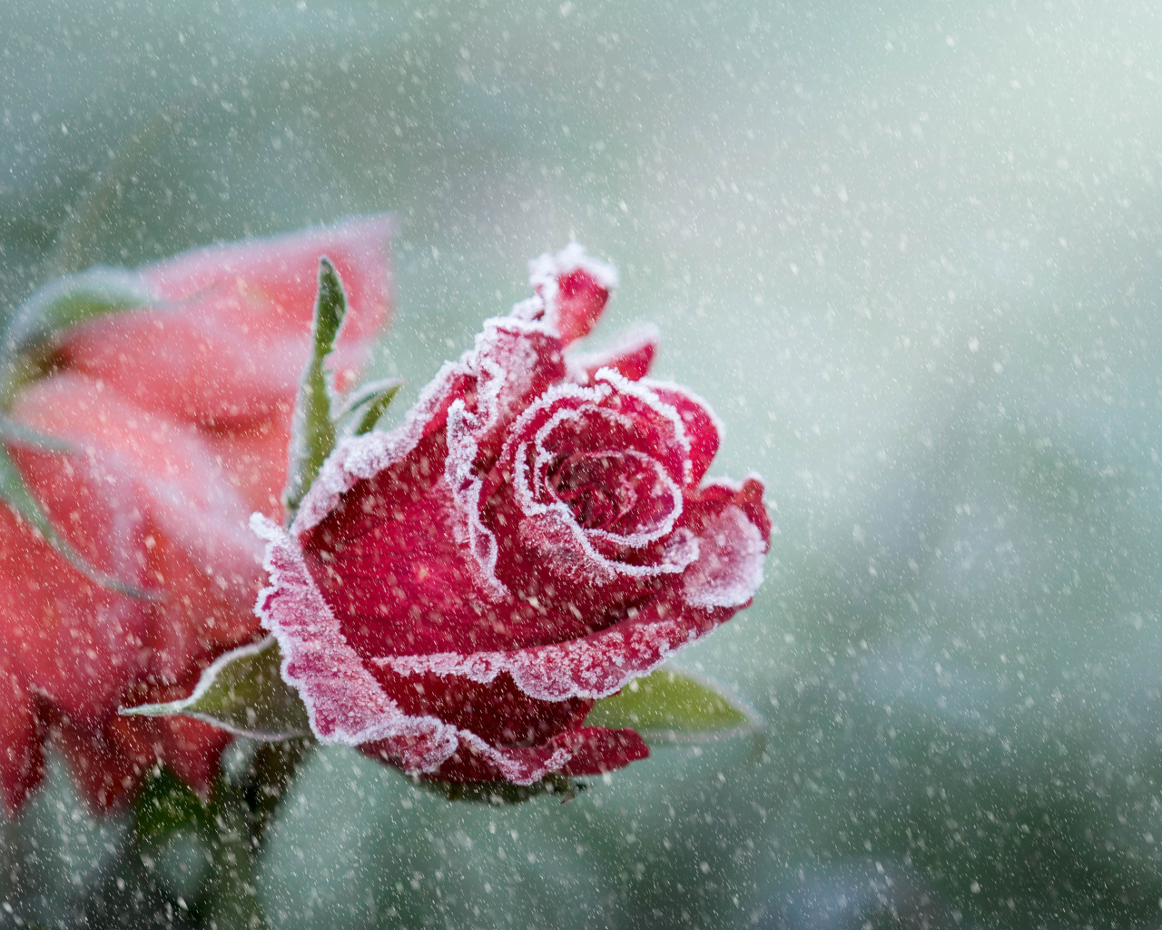 Покрытая инеем красная роза зимой