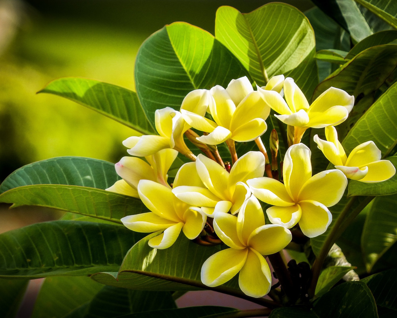 Желтые цветы плюмерии с зелеными листьями 