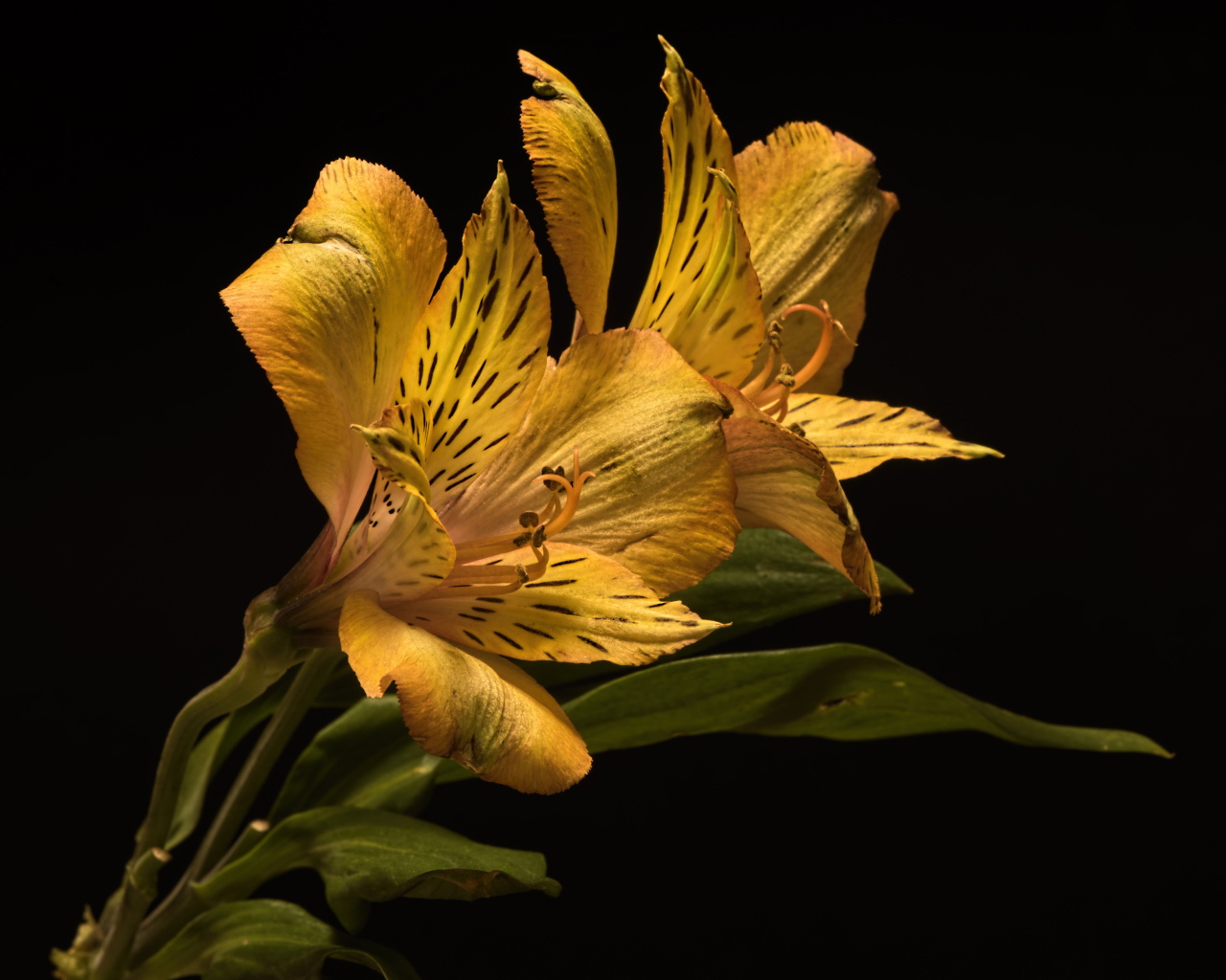 Желтый цветок альстромерии на черном фоне