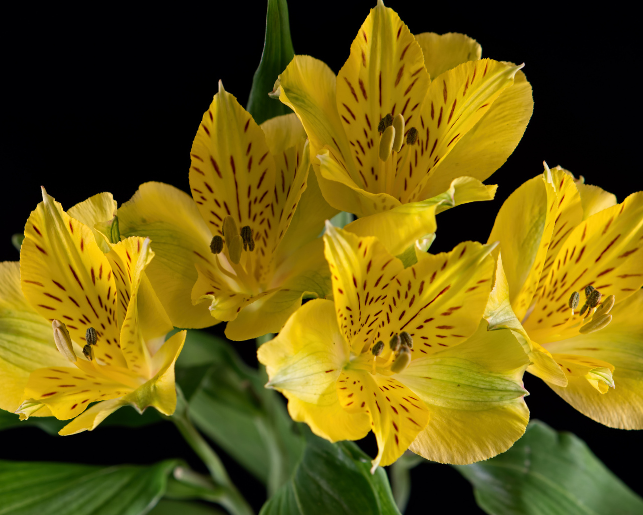 Желтые цветы альстромерии на черном фоне