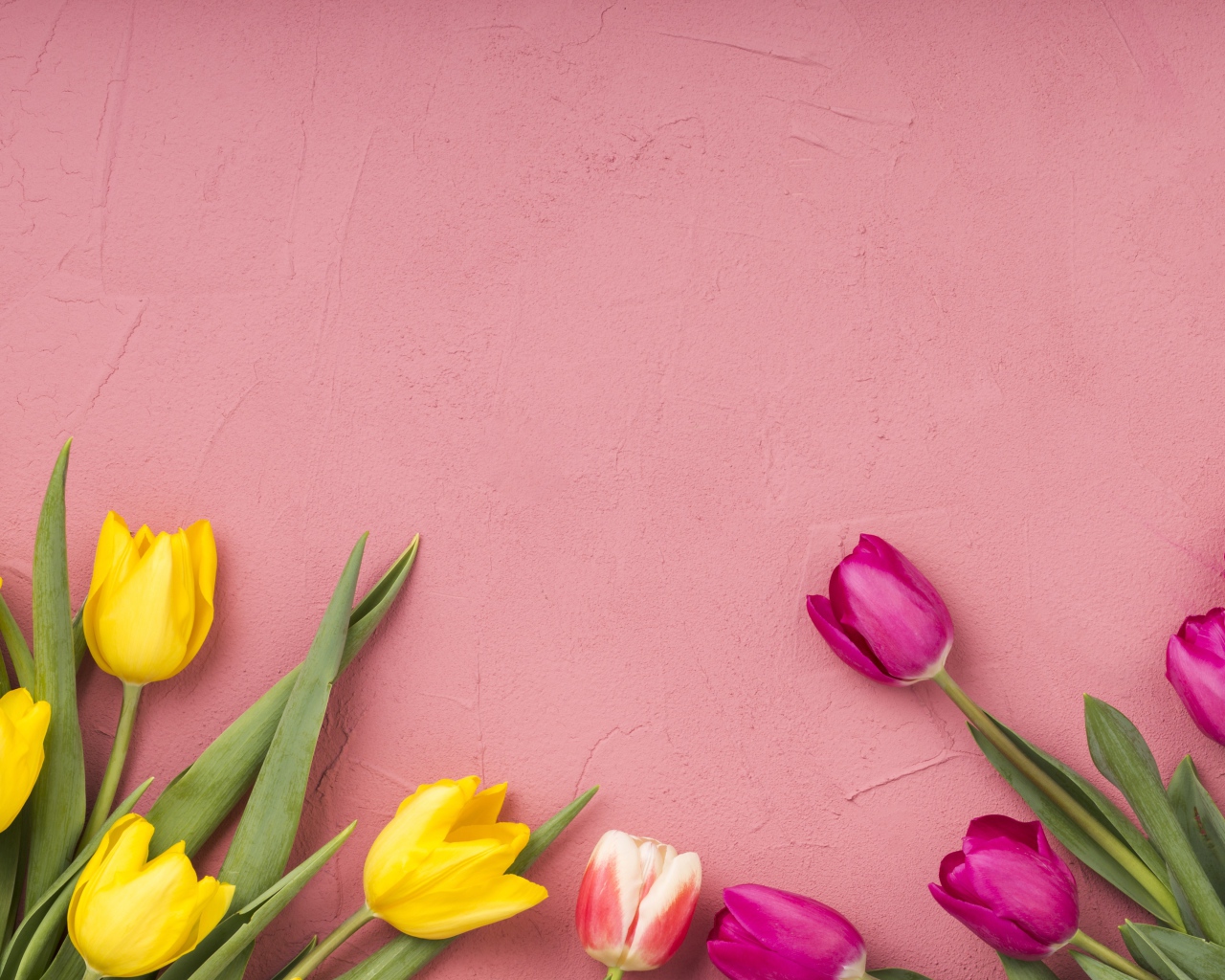 Желтые и сиреневые тюльпаны на розовом фоне 