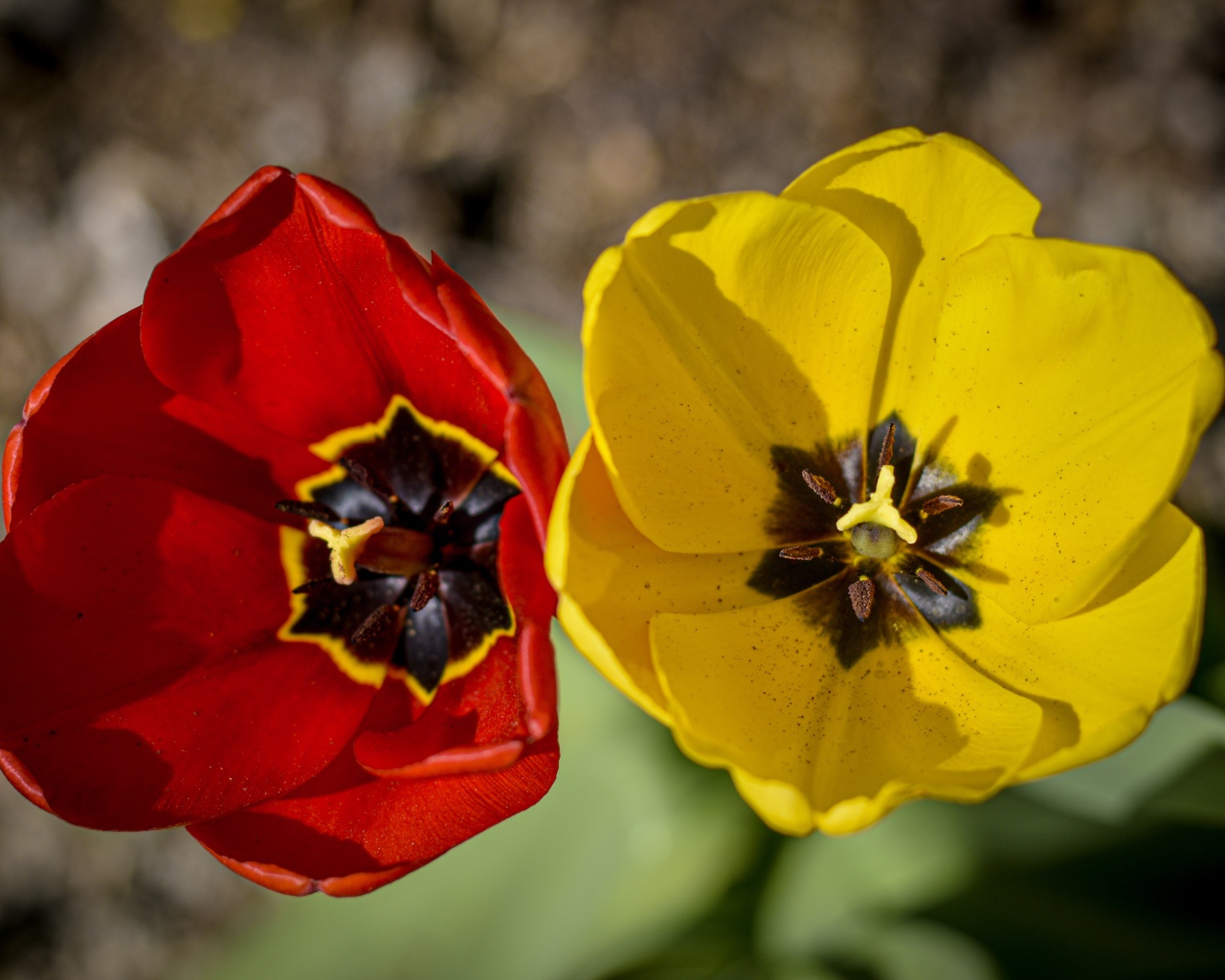 Желтый и красный тюльпаны в лучах солнца 