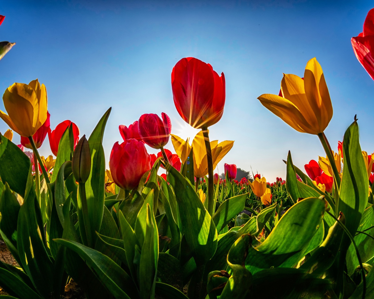 Желтые и красные тюльпаны в лучах солнца на фоне голубого неба 