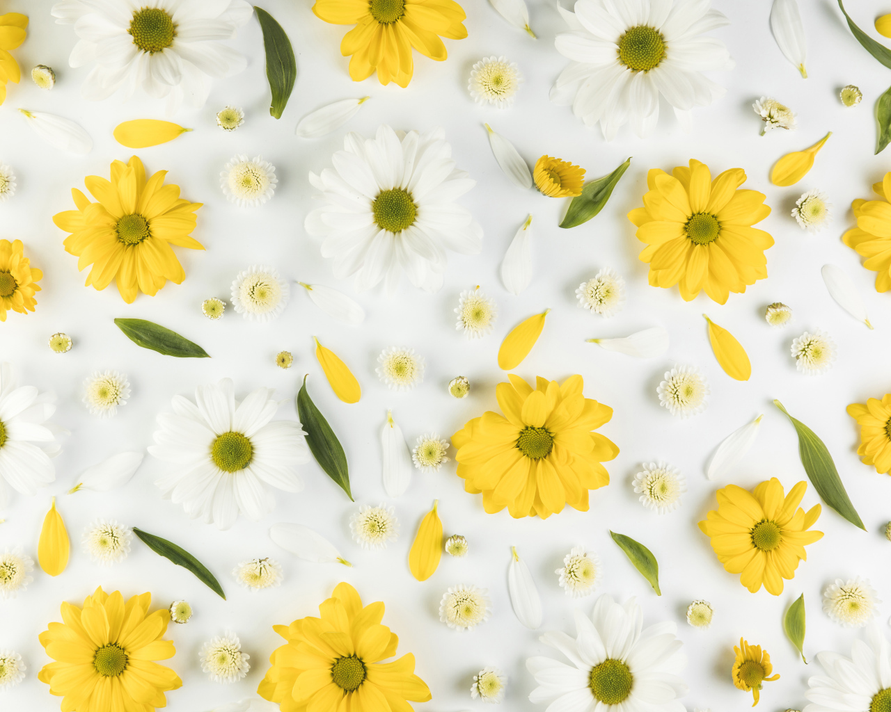 Желтые и белые хризантемы на белом фоне