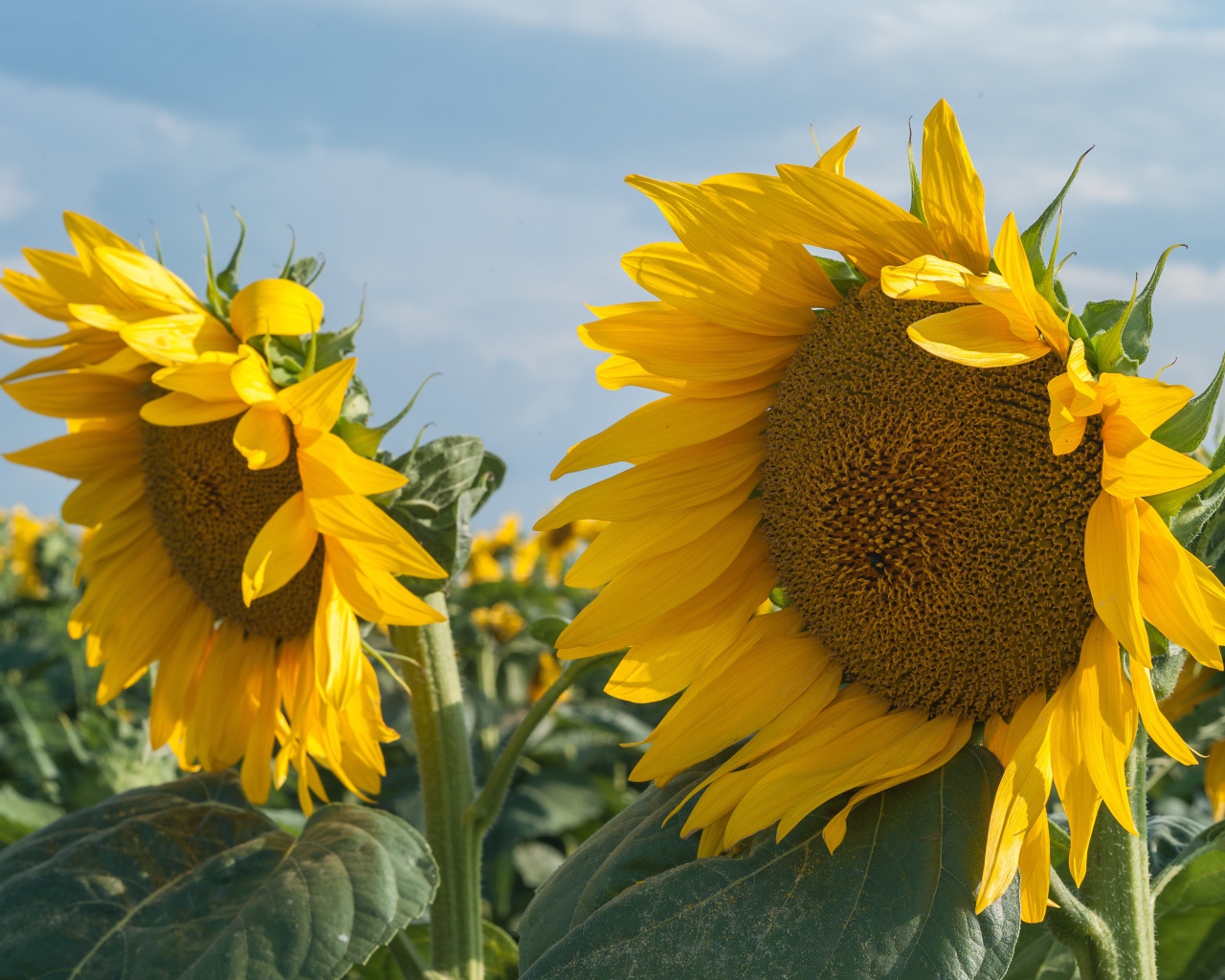 Желтые большие цветы подсолнуха на поле