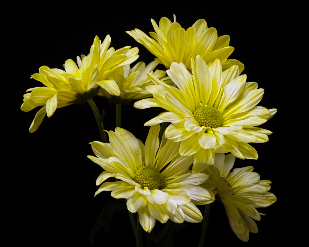 Желтые ромашковидные хризантемы на черном фоне