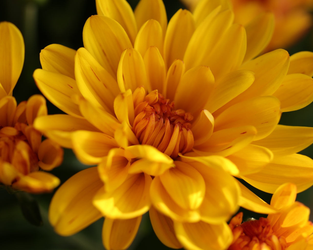 Желтые цветы хризантемы крупным планом 