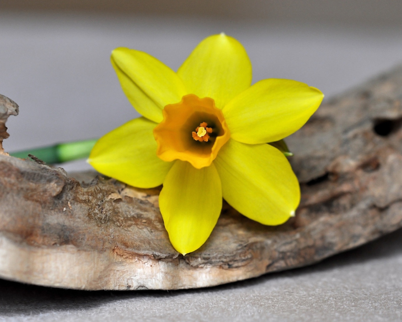 Желтый цветок нарцисса лежит на коре 