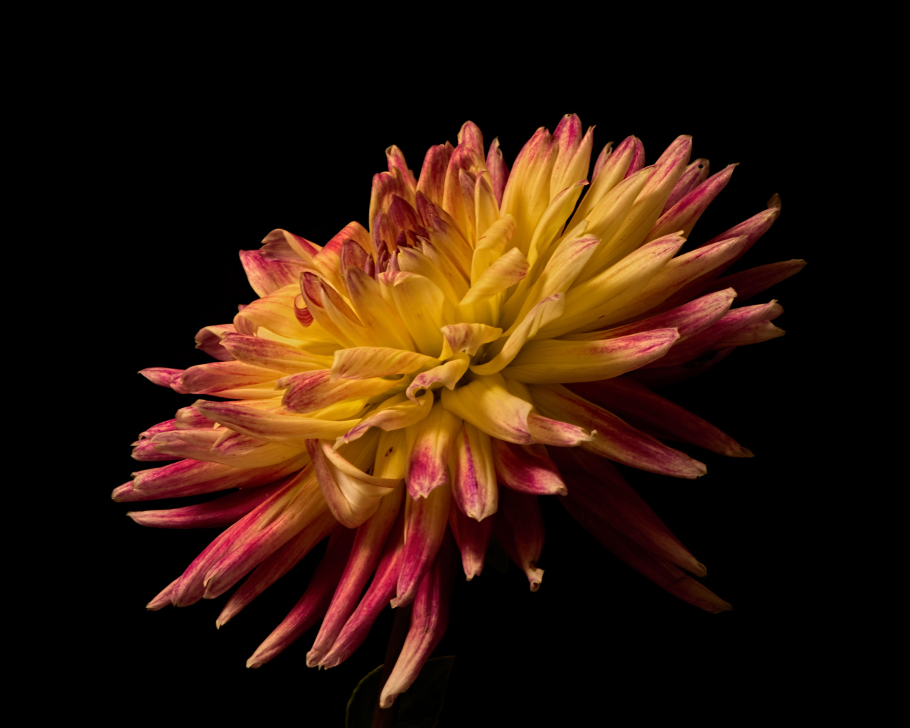 Желтая георгина с розовыми концами на лепестках на черном фоне