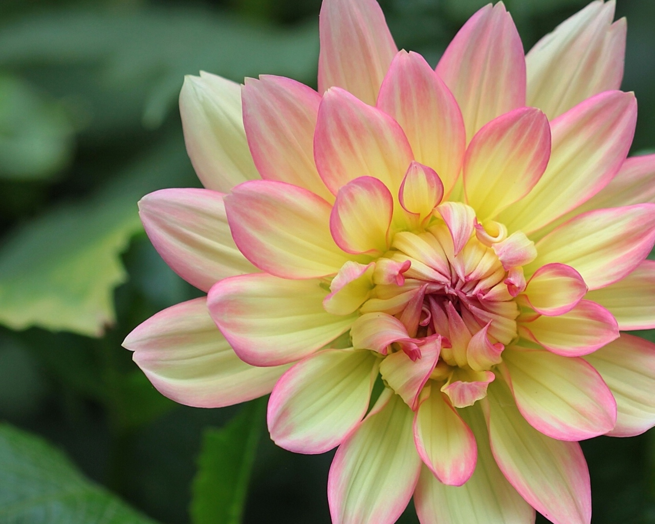 Желтая георгина с розовыми лепестками 