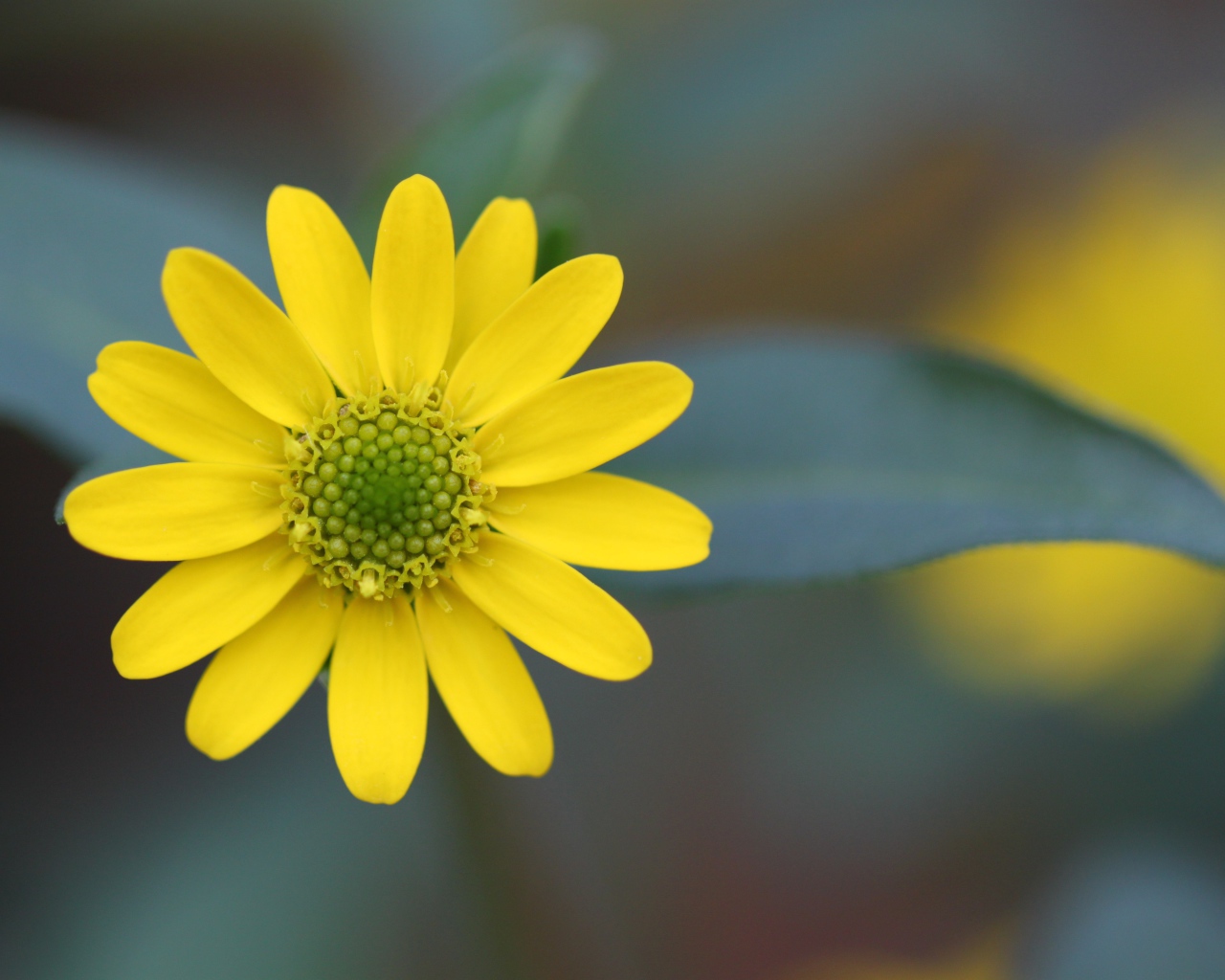 Желтый цветок на размытом фоне крупным планом