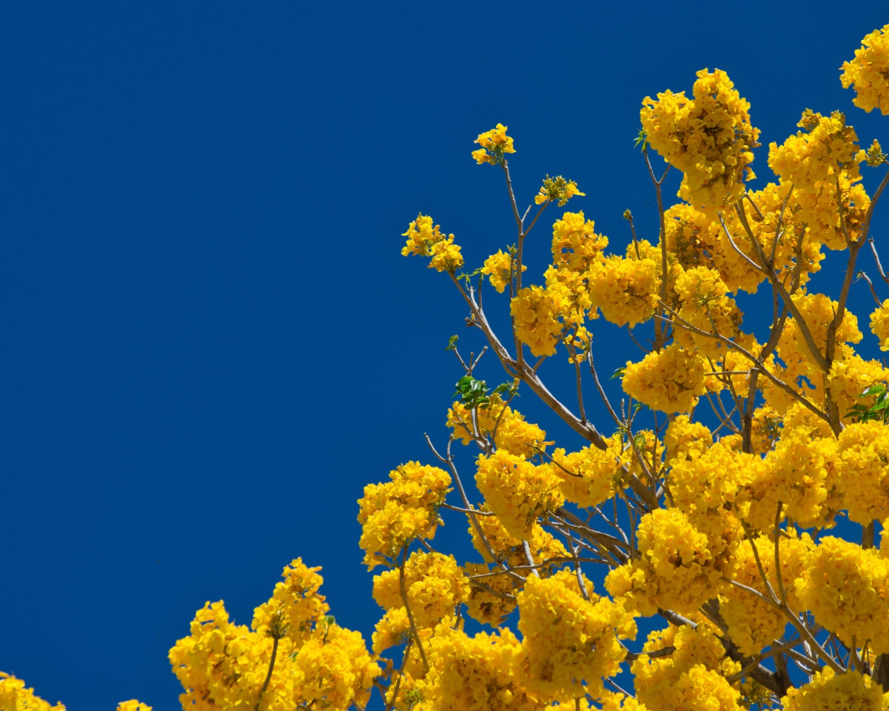 Желтые цветы на ветках дерева под голубым небом 