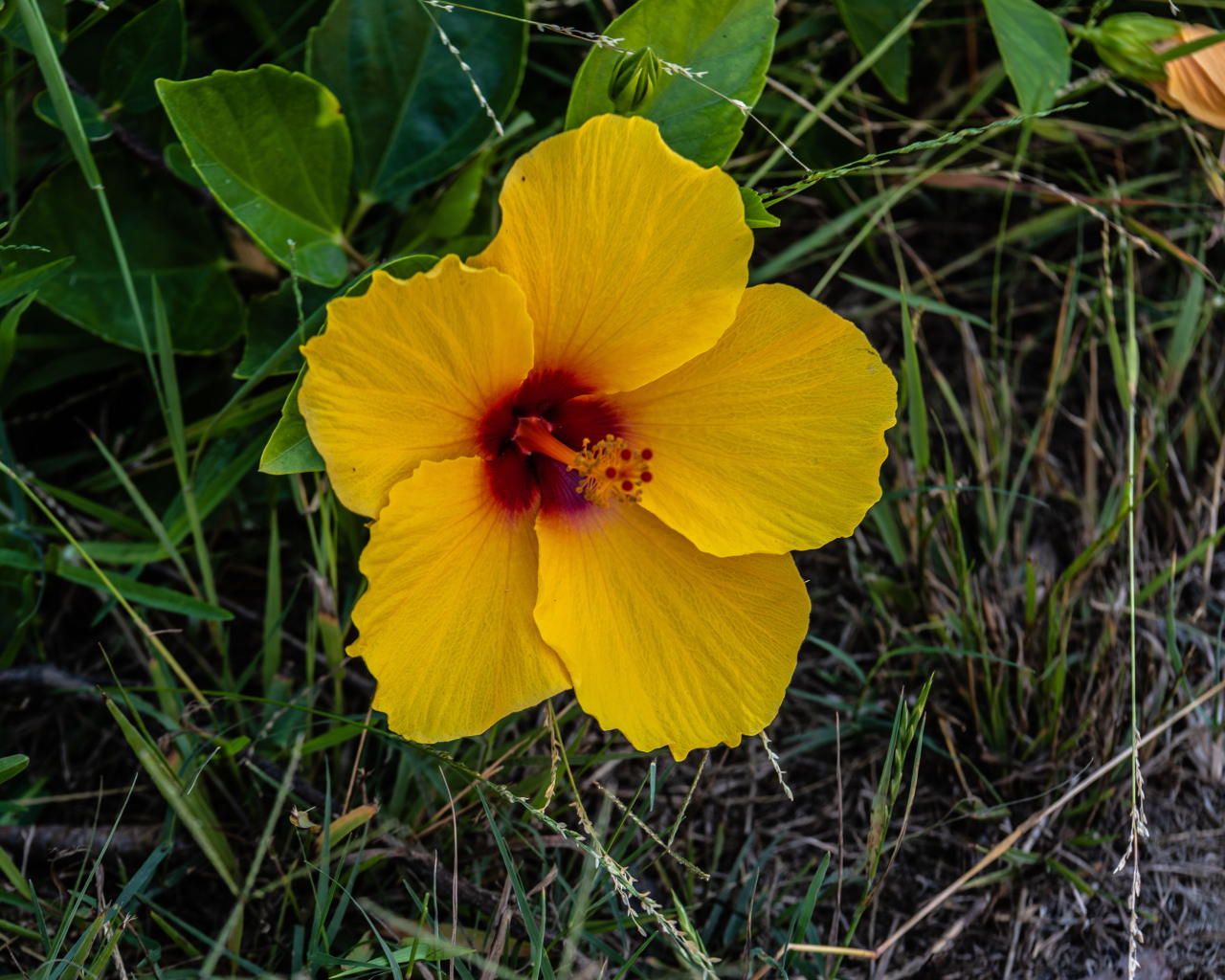 Желтый цветок гибискуса в траве 