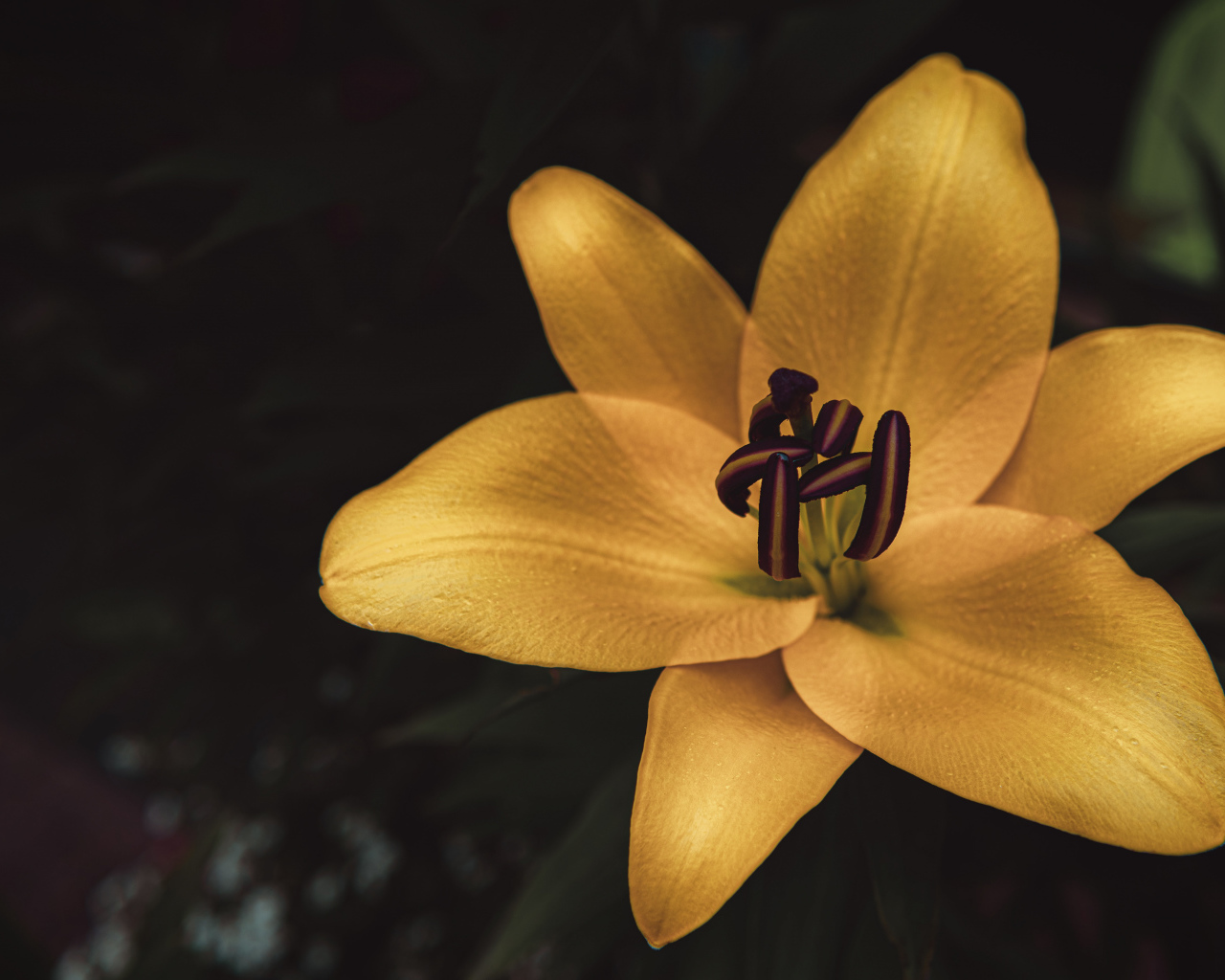 Желтая лилия крупным планом на клумбе 