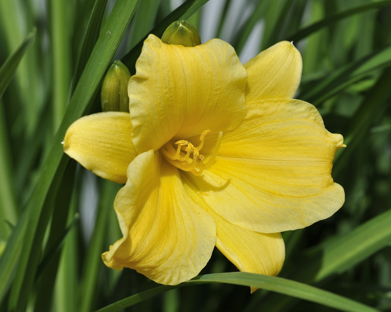 Желтый цветок лилии с бутонами в зеленых листьях 