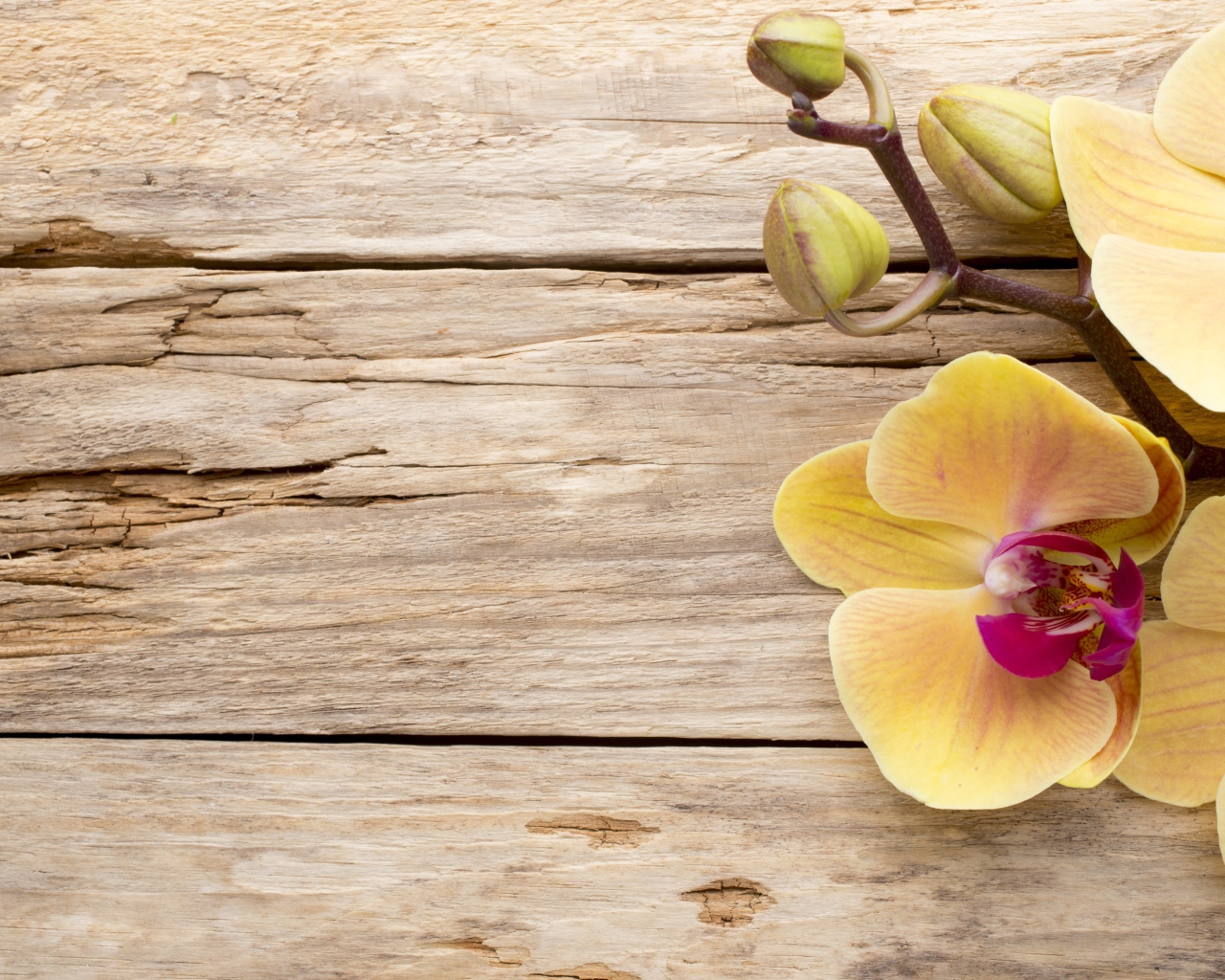 Желтая орхидея с бутонами на деревянном столе