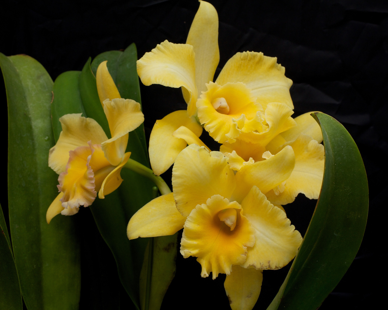 Желтые орхидеи с зелеными листьями на черном фоне