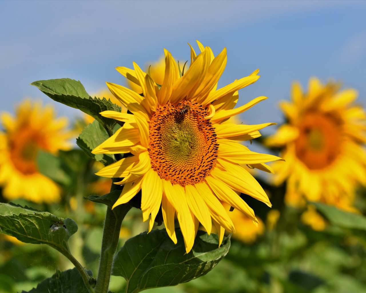 Желтые лепестки подсолнуха с зелеными листьями на поле летом