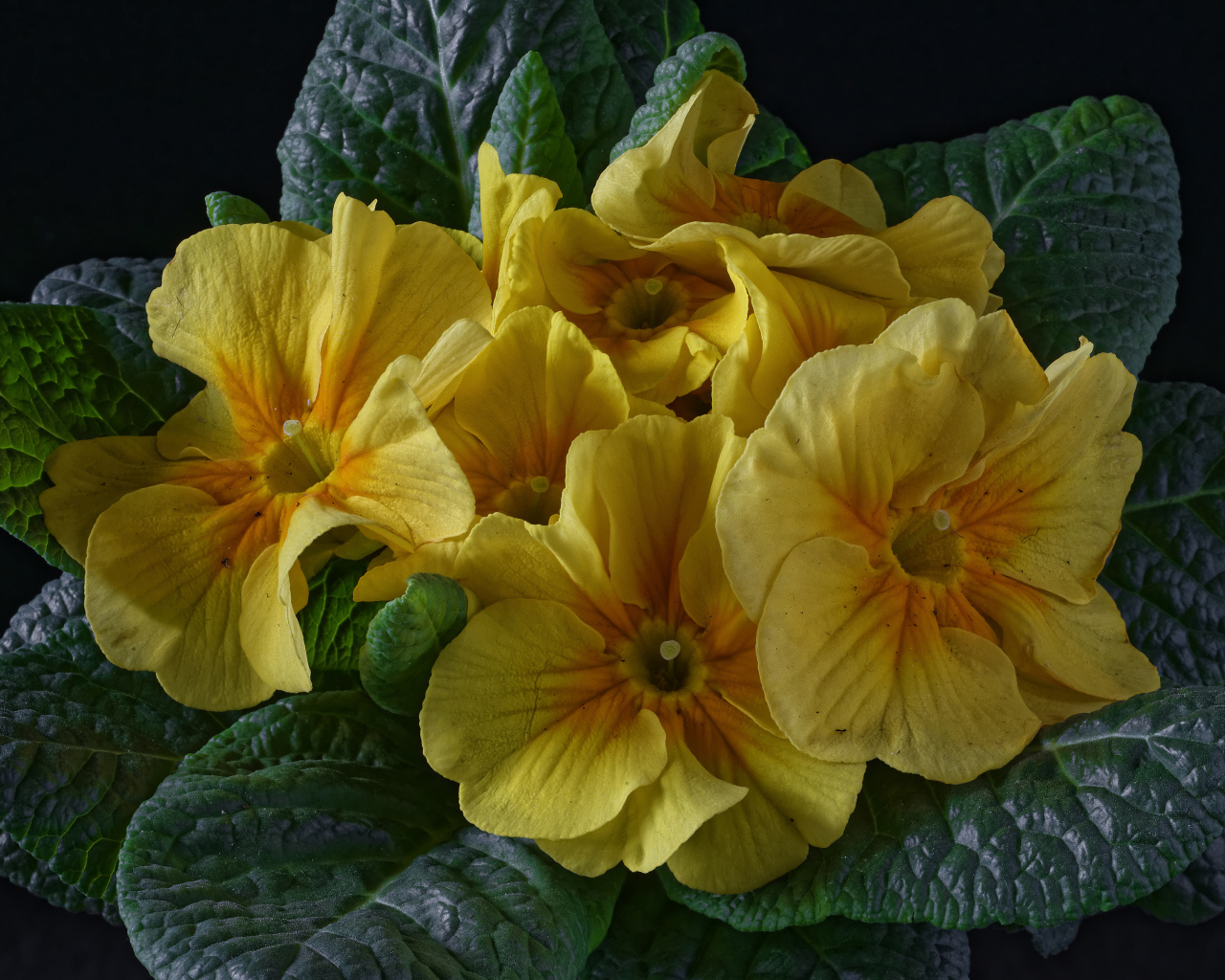 Желтый цветок примула с большими зелеными листьями 