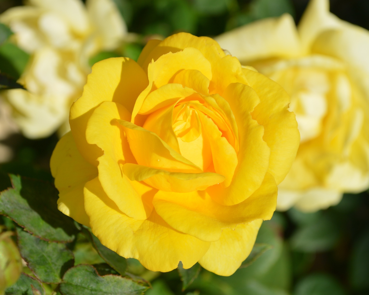 Желтые розы крупным планом на клумбе 