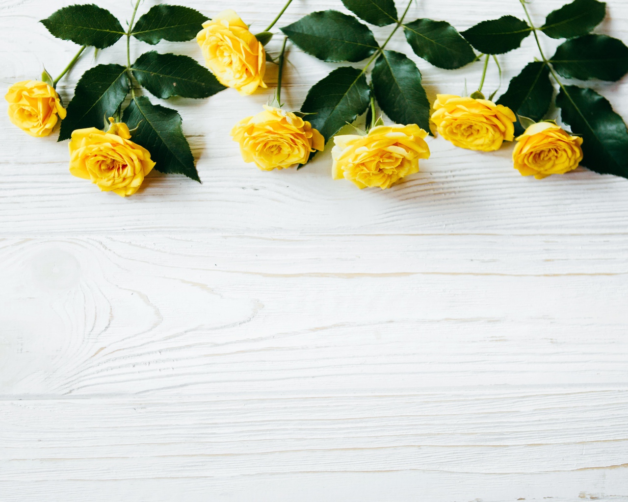 Желтые розы с большими зелеными листьями на белом фоне