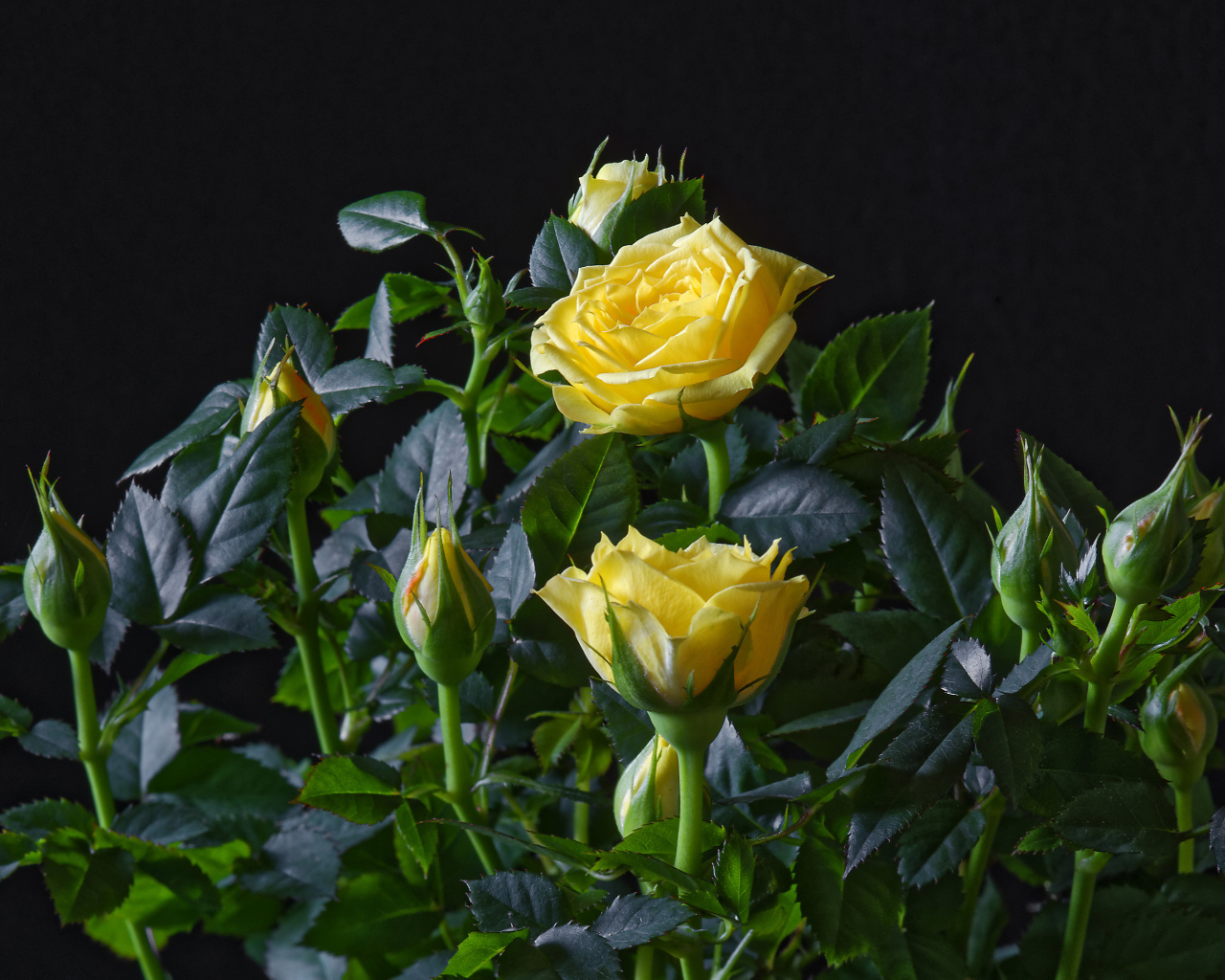 Желтые розы с бутонами в зеленых листьях на черном фоне