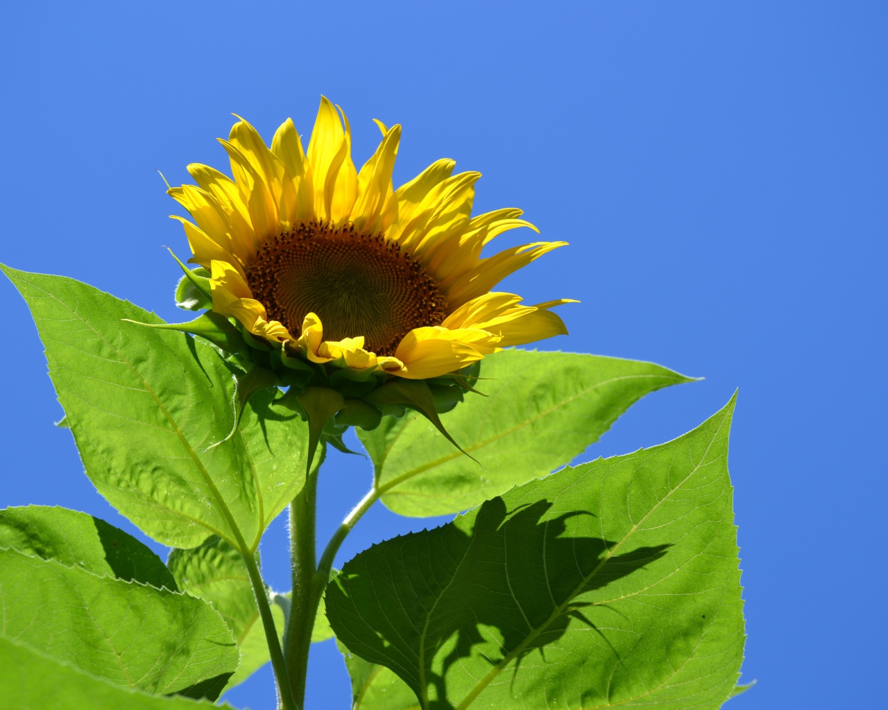 Желтый цветок подсолнуха в лучах солнца на фоне голубого неба