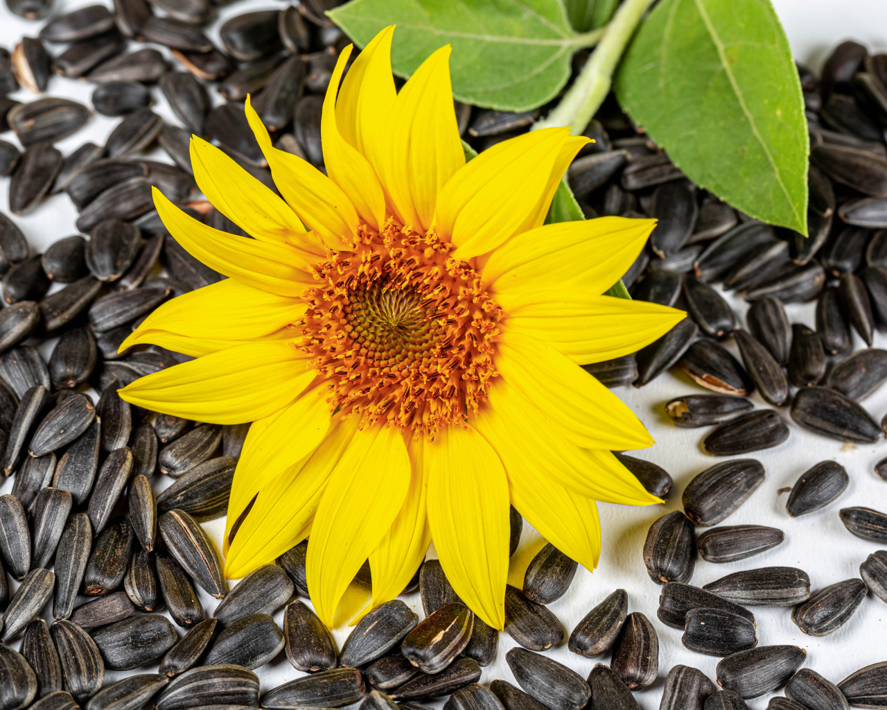 Желтый цветок подсолнуха с семечками