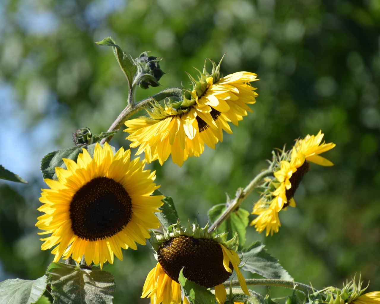 Желтые цветы подсолнуха в лучах солнца 