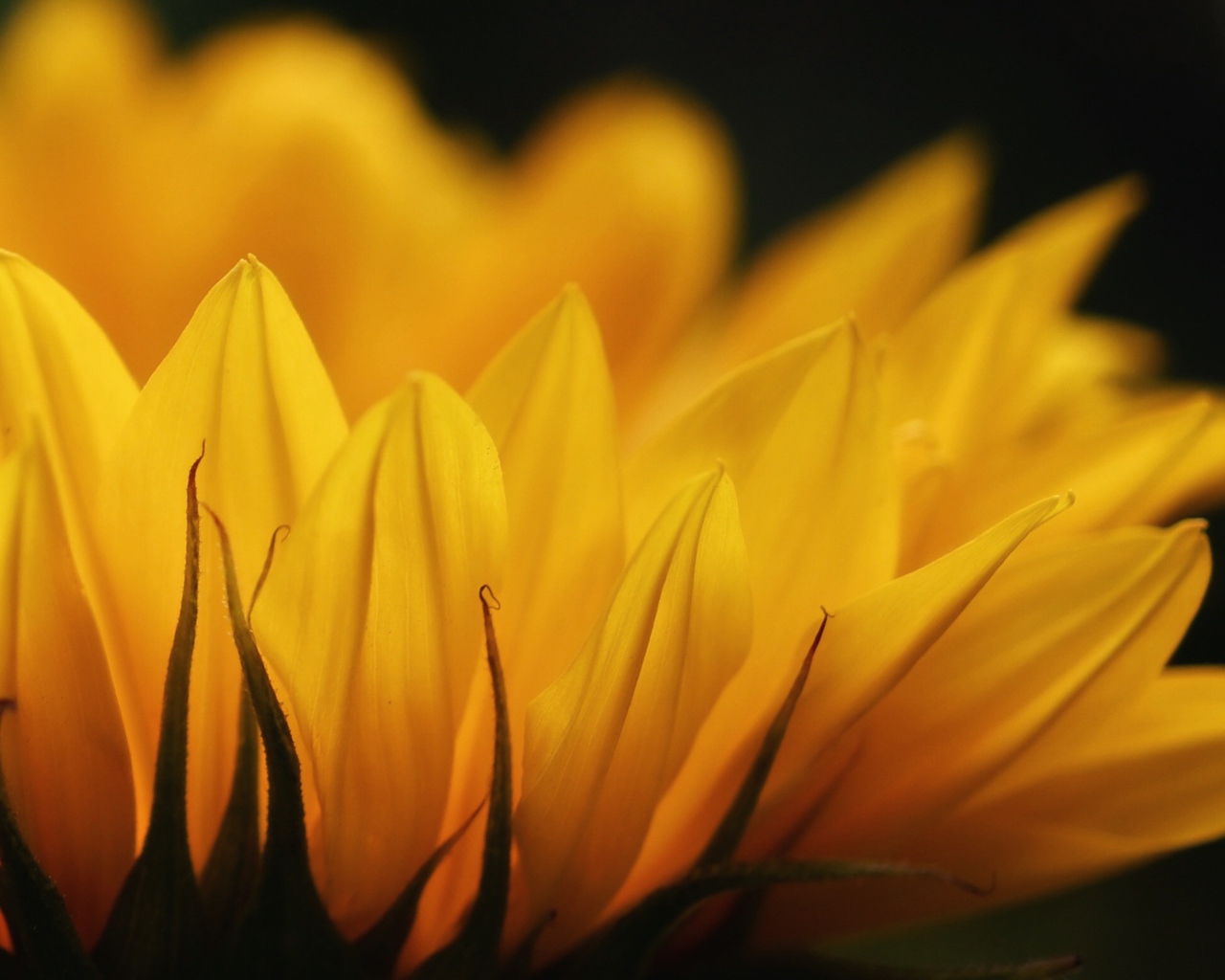 Желтые лепестки подсолнуха крупным планом