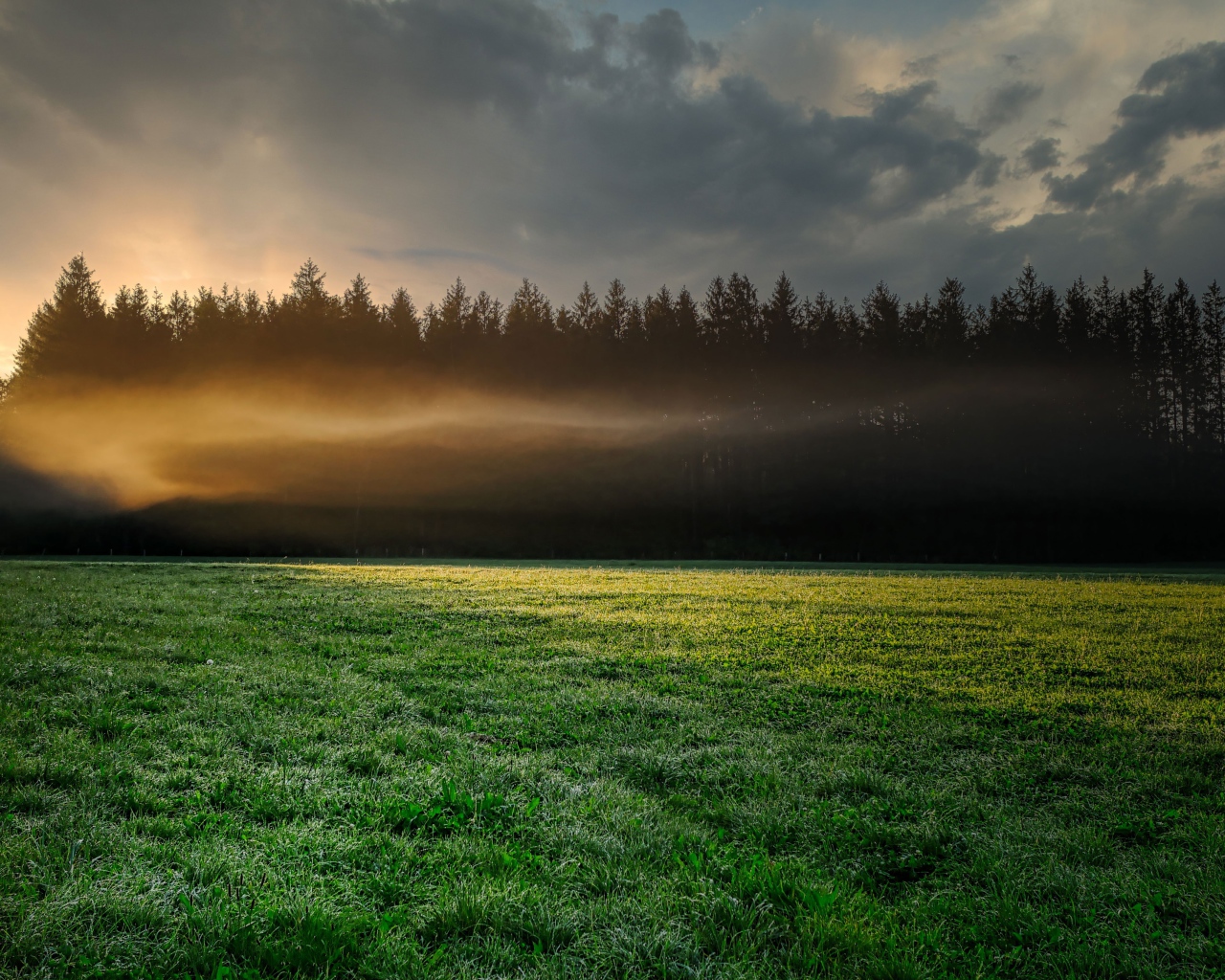 Туман над зеленым лугом у хвойного леса утром