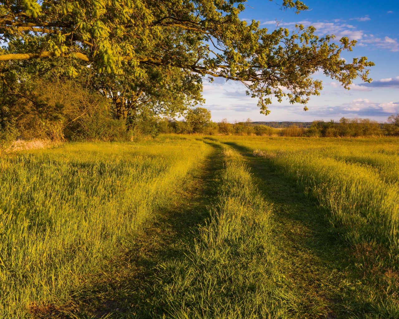 Покрытая травой дорога в лесу 