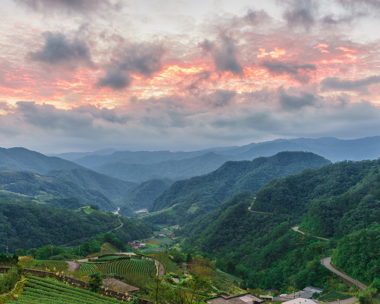 Зеленые заросли леса под красивым небом на закате 