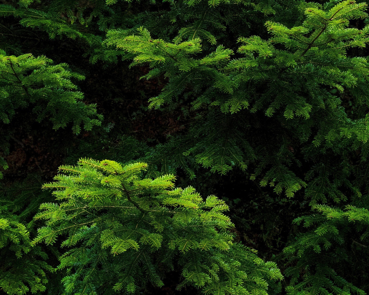 Зеленые еловые ветки крупным планом