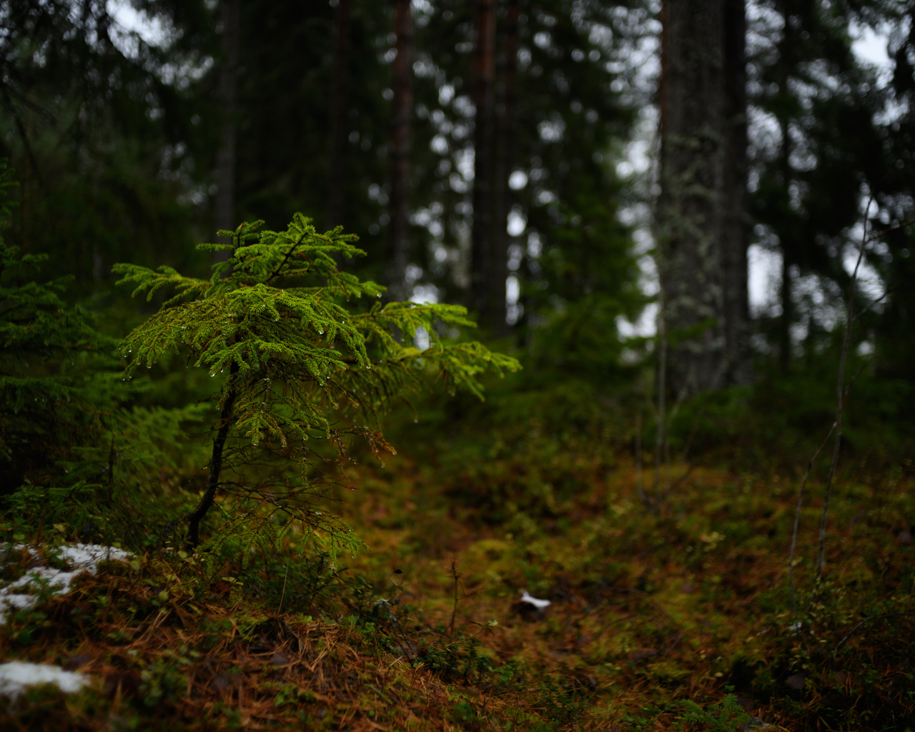 Маленькая ель в хвойном лесу 