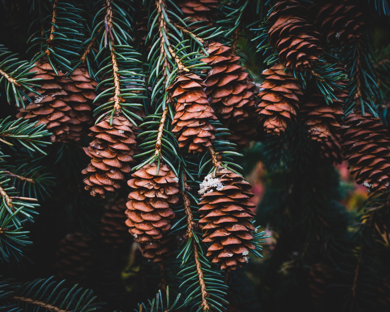 Много шишек на ветке зеленой ели 