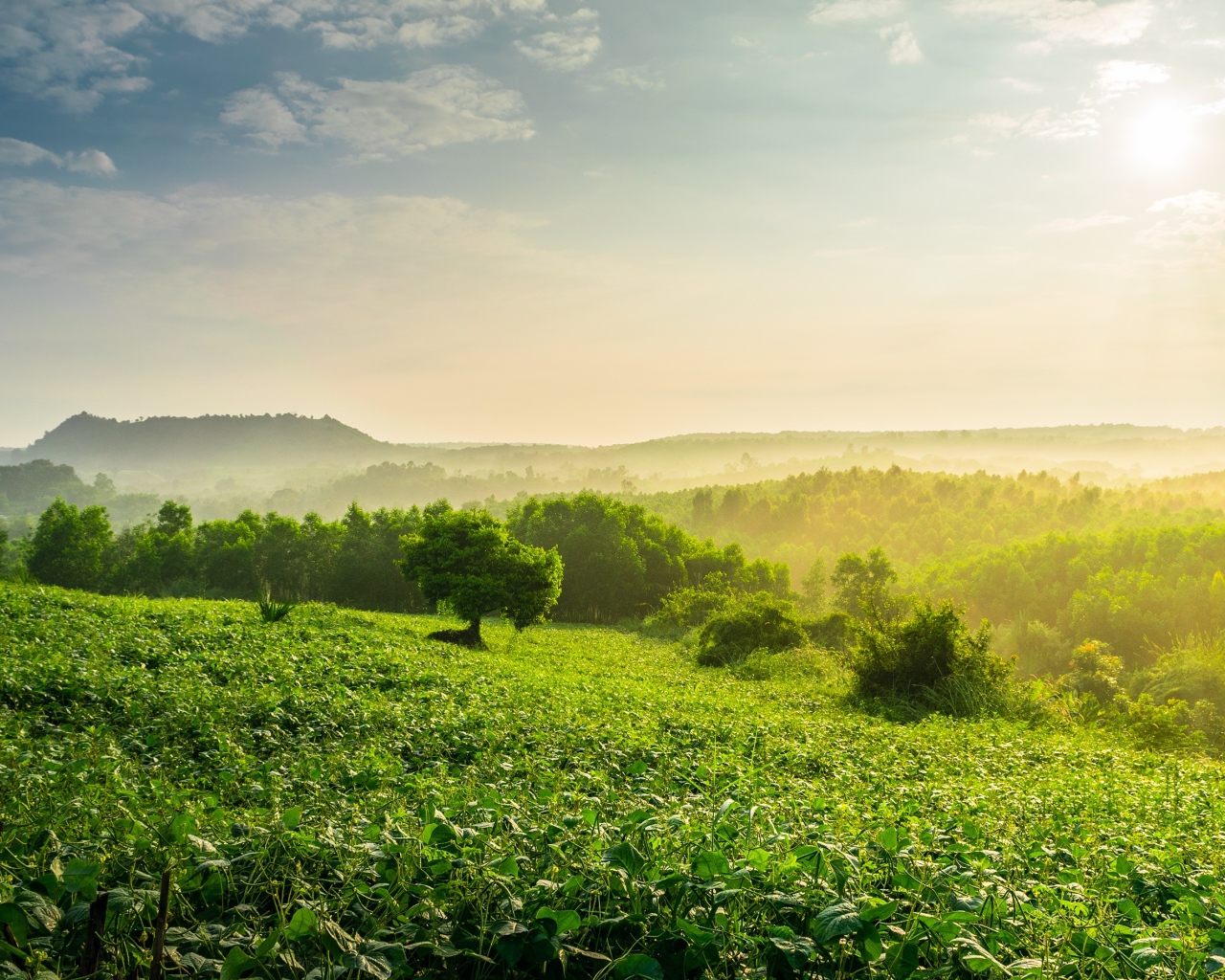 Туман окутал зеленые заросли леса на рассвете