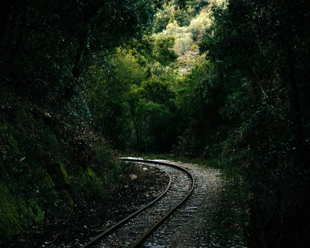 Железнодорожные рельсы в лесу 