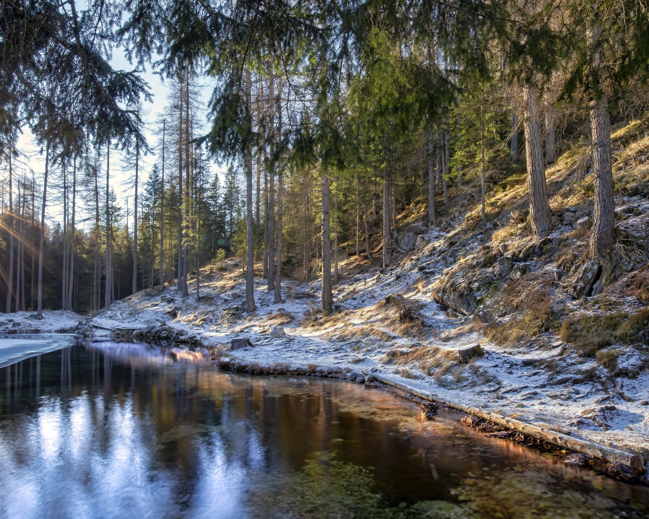 Берега реки в сосновом лесу покрыты морозом 