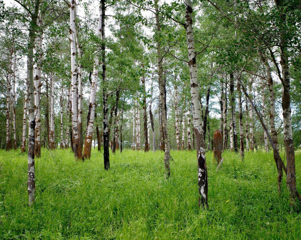 Стройные белые березы с зеленой травой