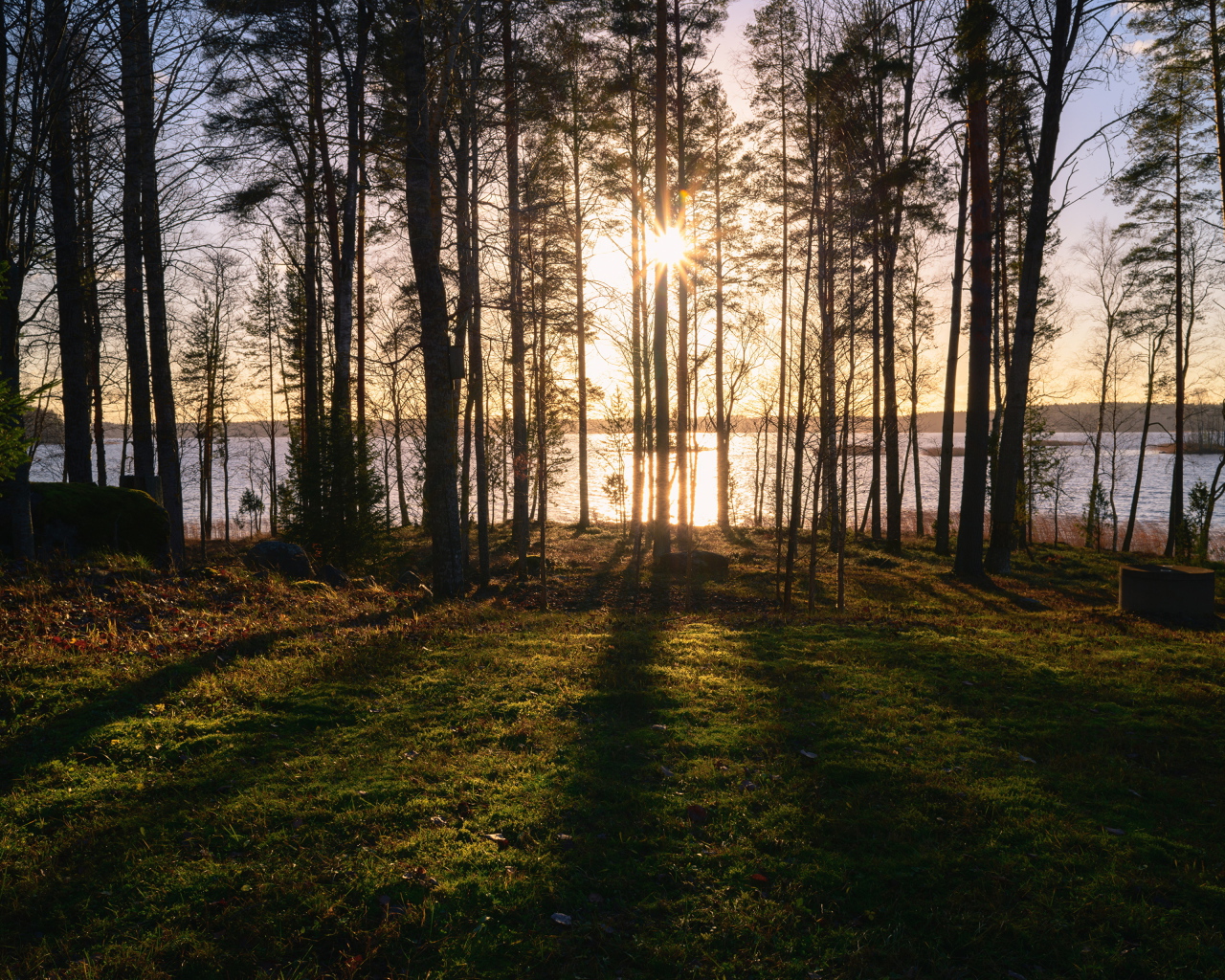Солнце пробивается сквозь деревья в лесу у реки